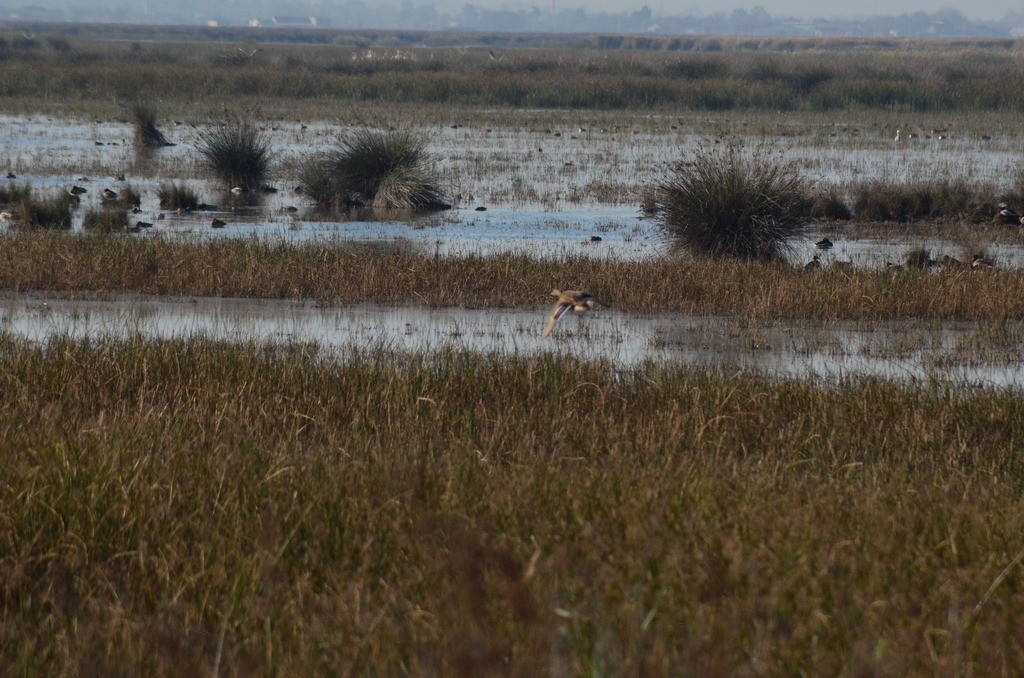 Mallard - ML646442801