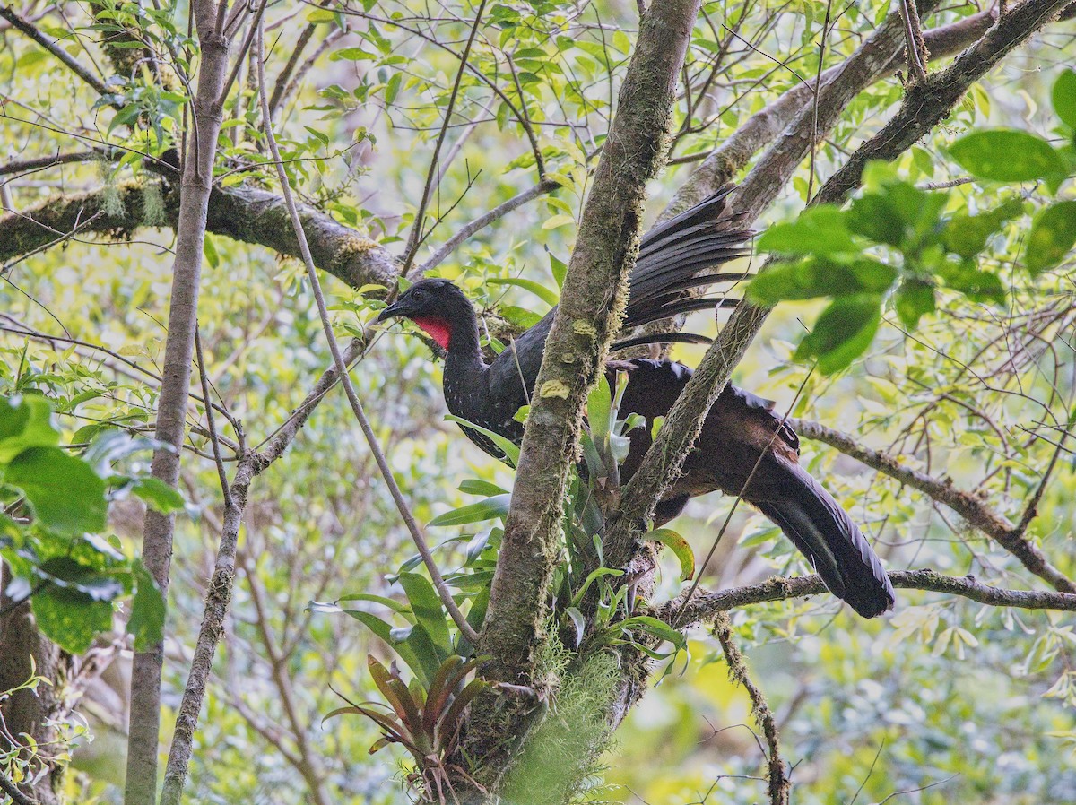 カンムリシャクケイ - ML646442803