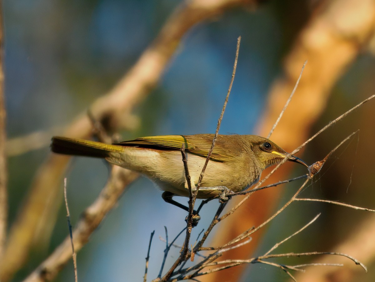 Brown Honeyeater - ML646442804