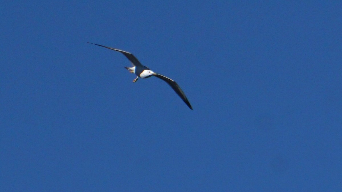 Yellow-legged Gull - ML646442806