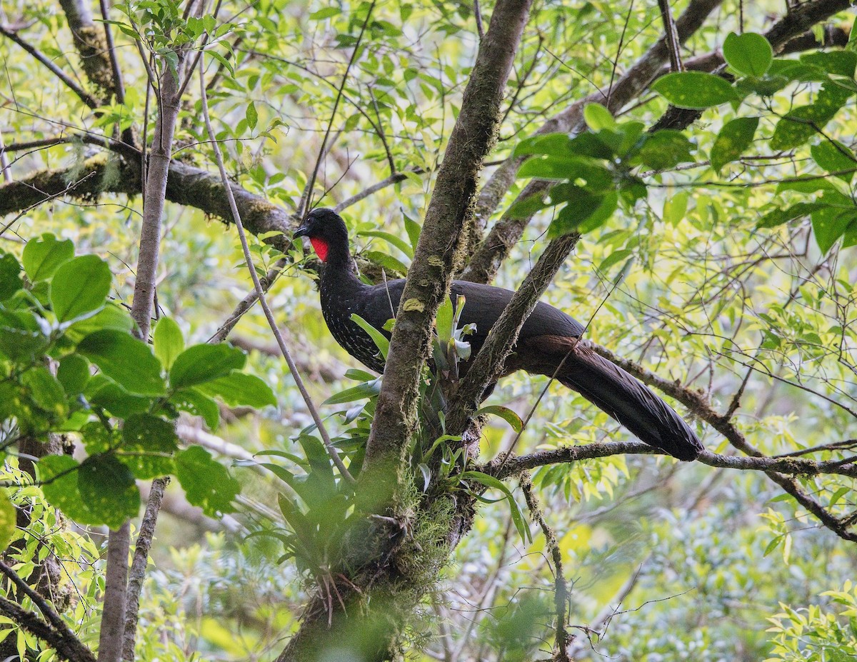 カンムリシャクケイ - ML646442807