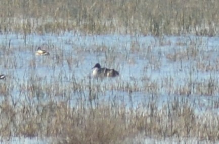Northern Pintail - ML646442808
