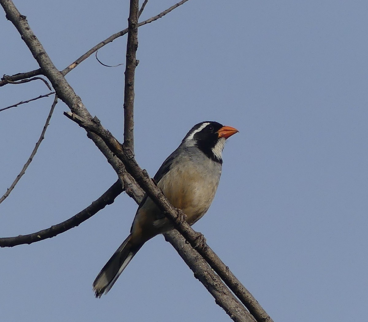 Golden-billed Saltator - ML646442810