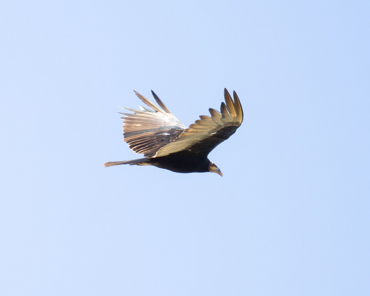 Lesser Yellow-headed Vulture - ML646442812