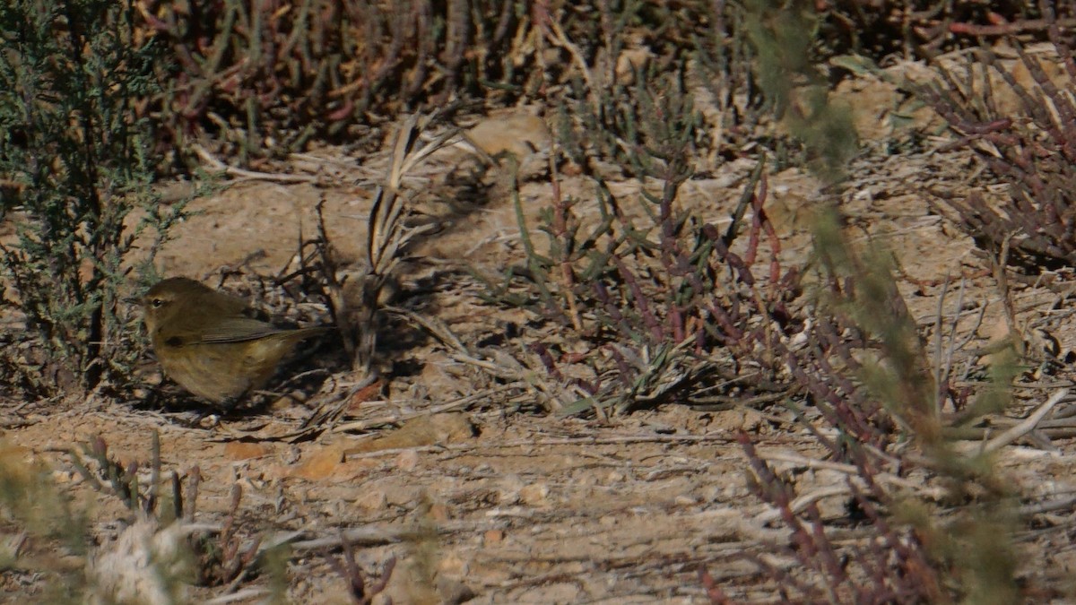 Common Chiffchaff - ML646442814
