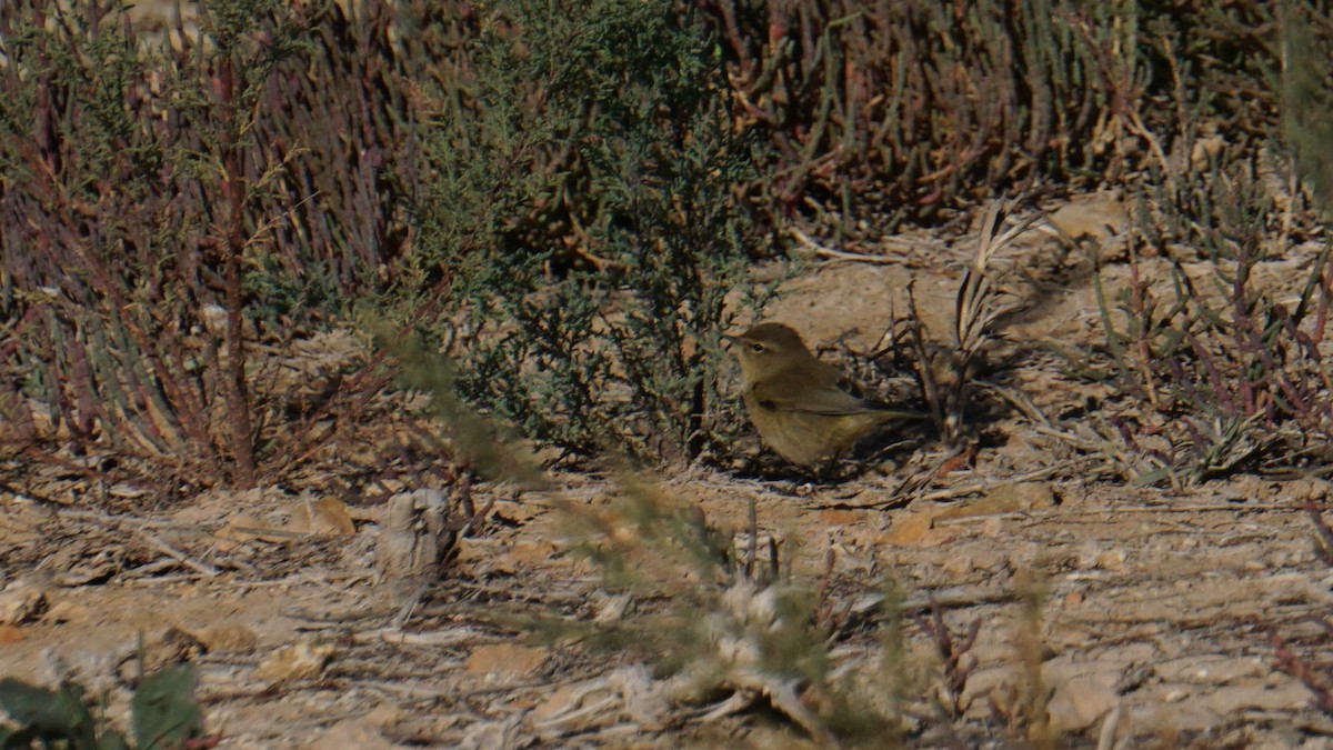 嘰喳柳鶯 - ML646442815