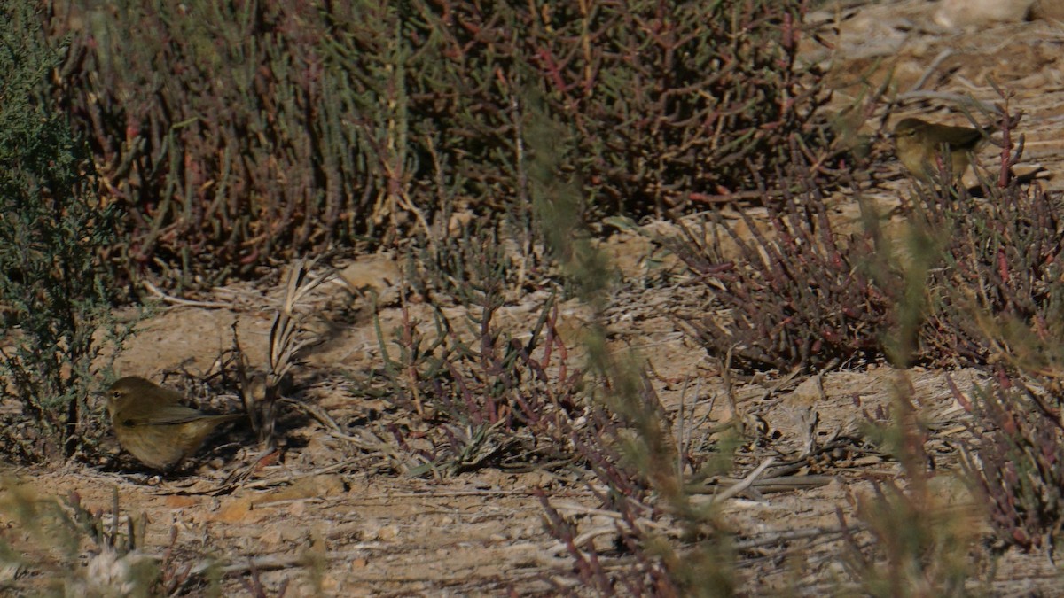 Common Chiffchaff - ML646442816