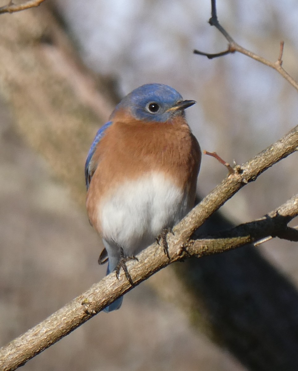 Eastern Bluebird - ML646442817