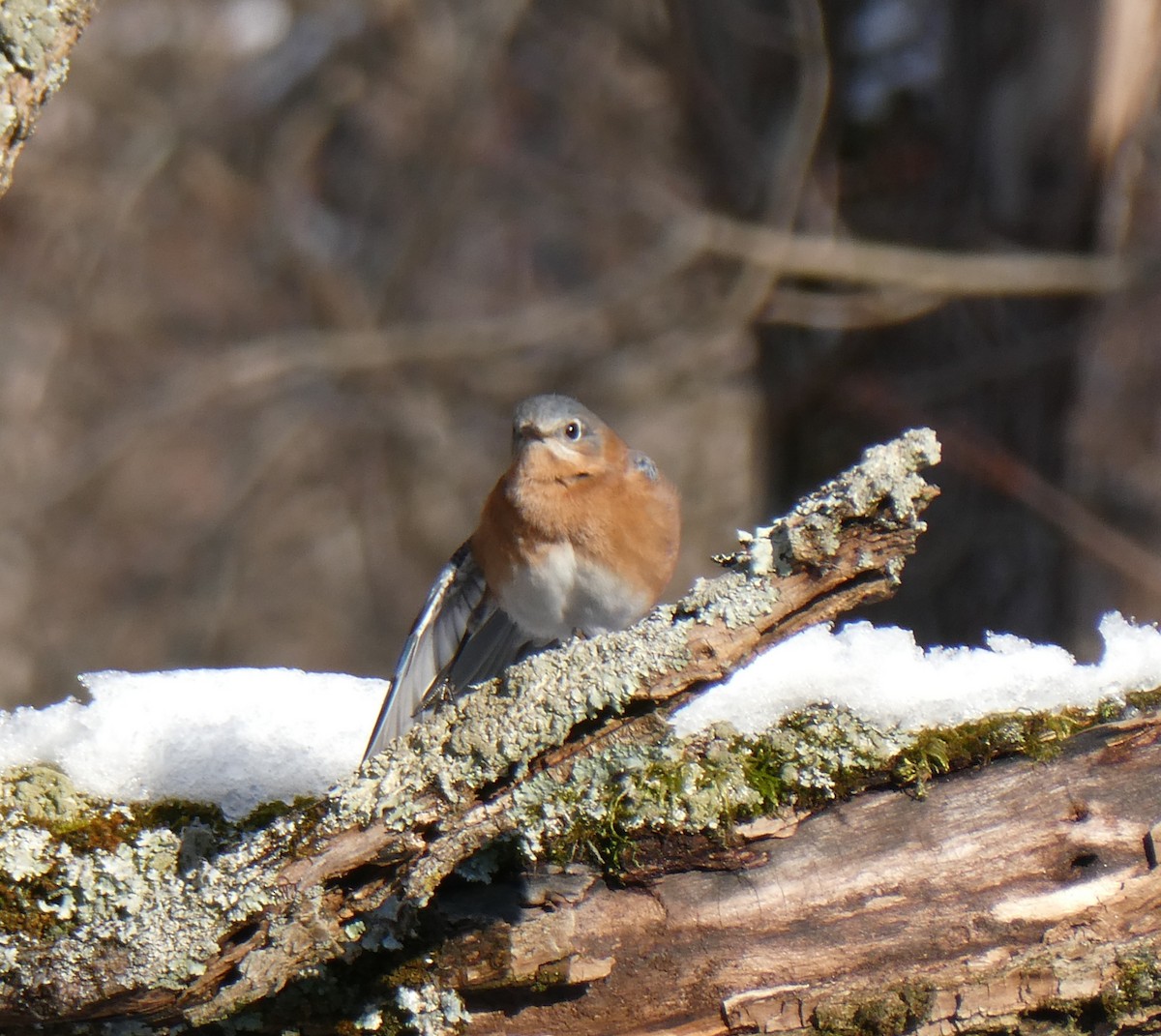 Eastern Bluebird - ML646442818