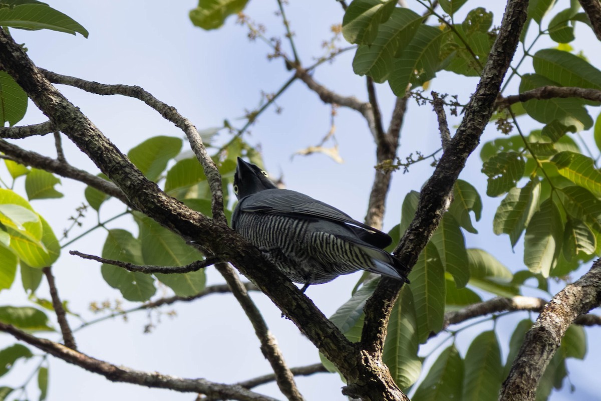 Barred Cuckooshrike - ML646442819