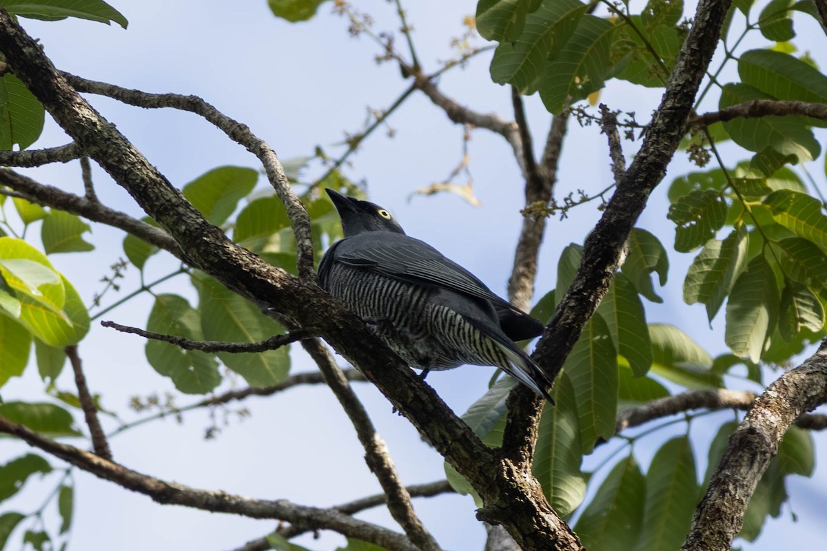 Barred Cuckooshrike - ML646442820