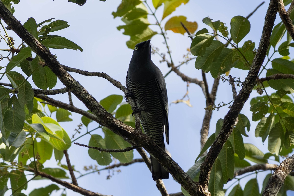 Barred Cuckooshrike - ML646442821