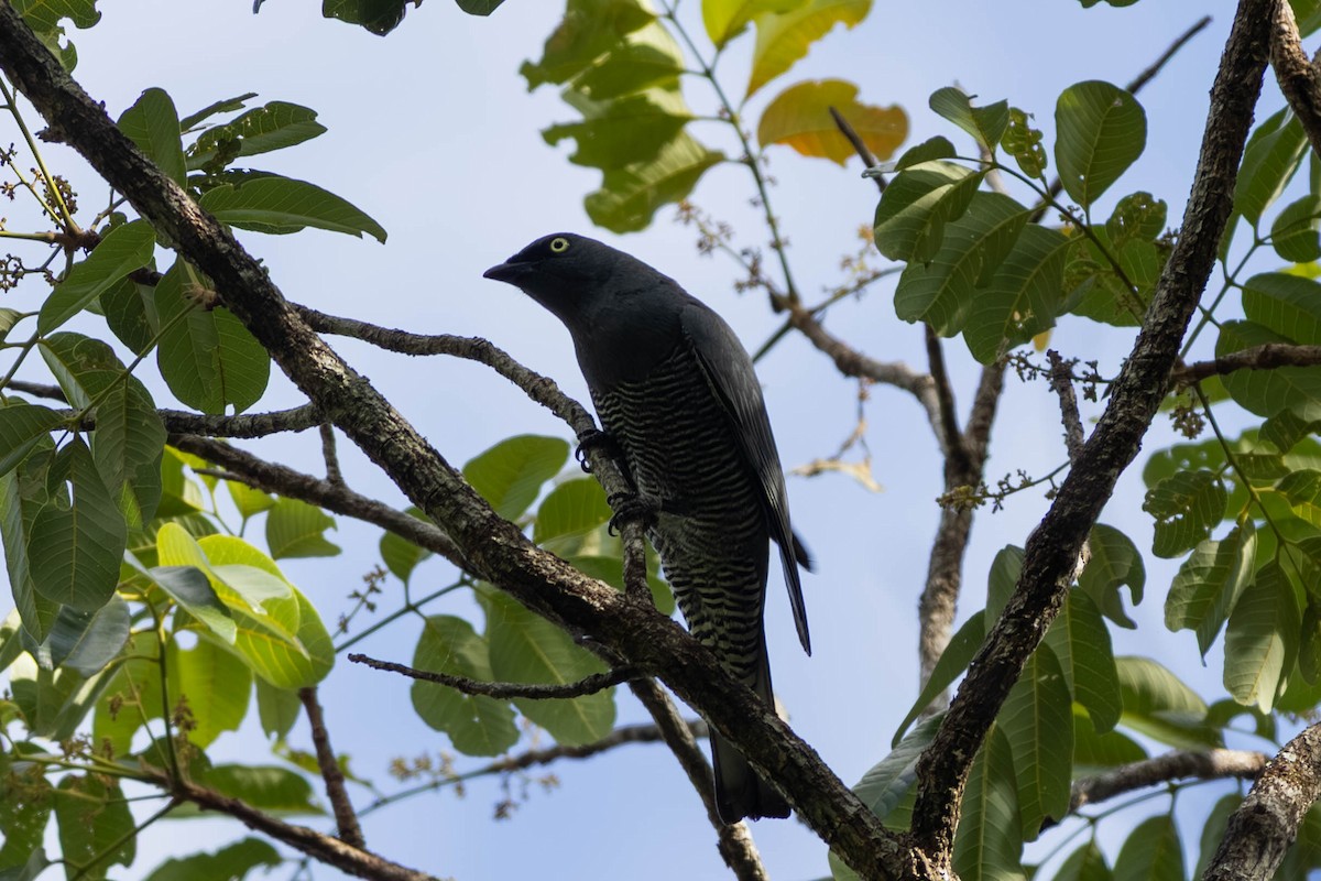 Barred Cuckooshrike - ML646442822