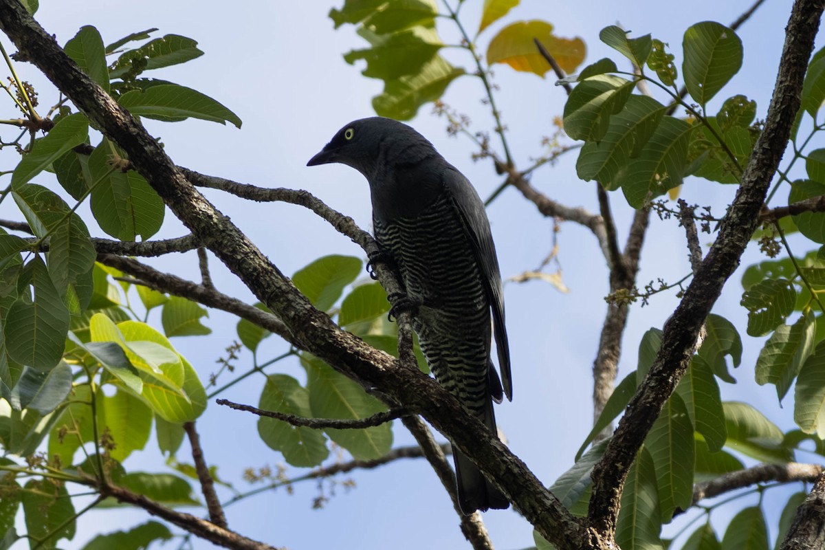 Barred Cuckooshrike - ML646442823