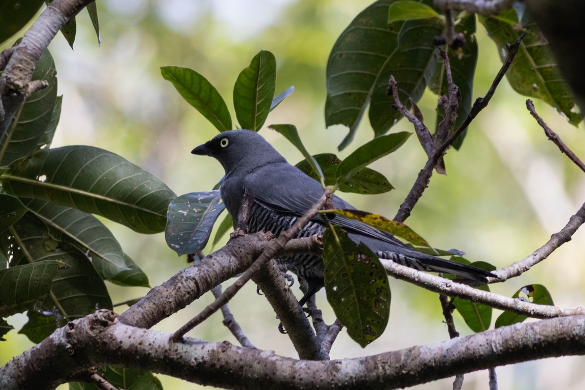 Barred Cuckooshrike - ML646442824