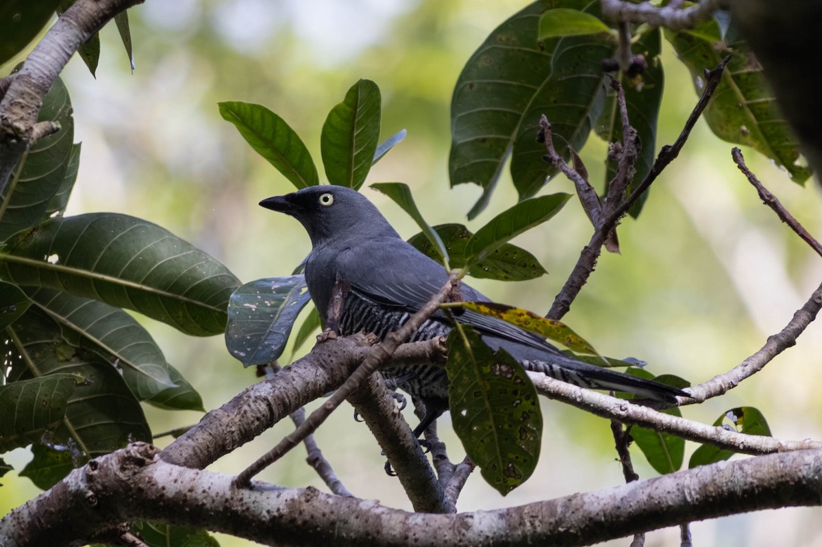 Barred Cuckooshrike - ML646442825