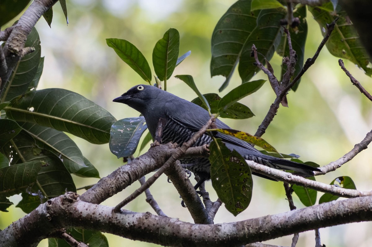 Barred Cuckooshrike - ML646442826