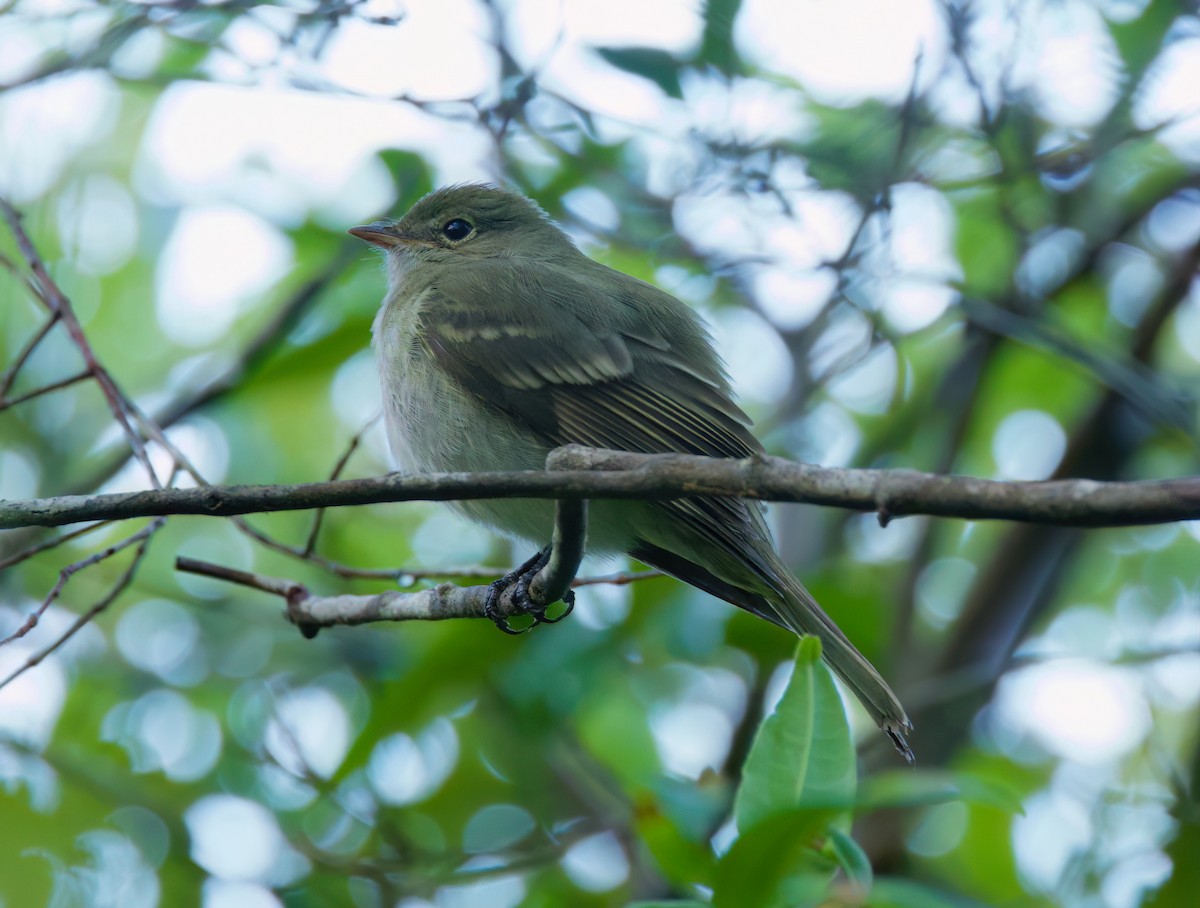 Olivaceous Elaenia - ML646442827