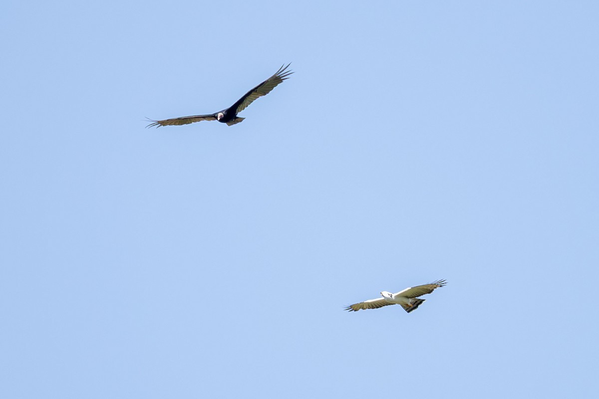Turkey Vulture - ML646442828