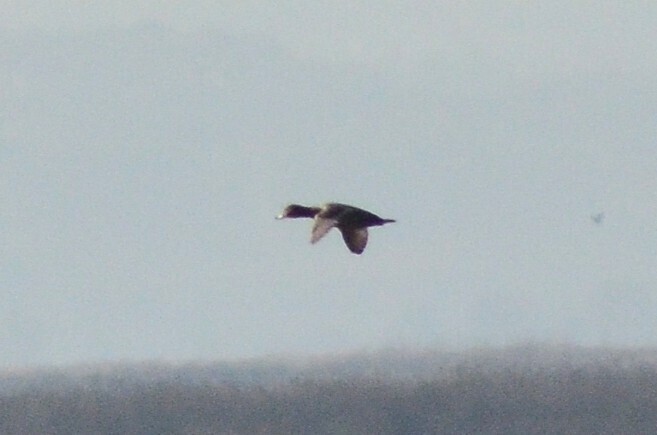 紅頭潛鴨 - ML646442831