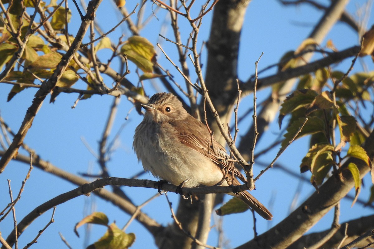 Spotted Flycatcher - ML646442836