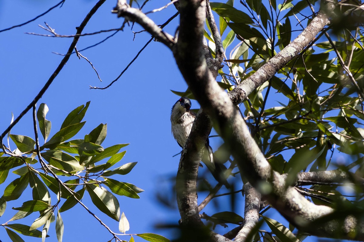 Metallic Starling (Metallic) - ML646442840