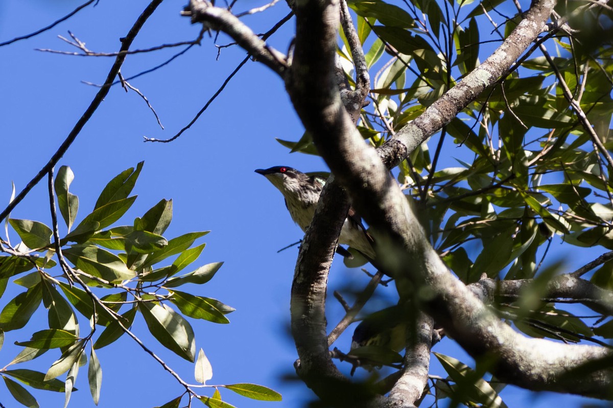 Metallic Starling (Metallic) - ML646442841