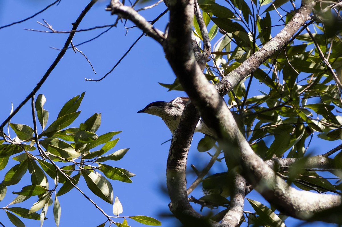 Metallic Starling (Metallic) - ML646442842