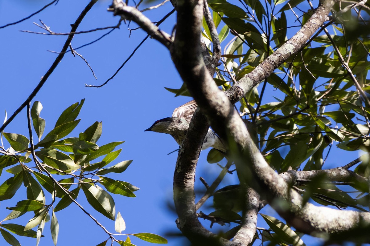 Metallic Starling (Metallic) - ML646442843