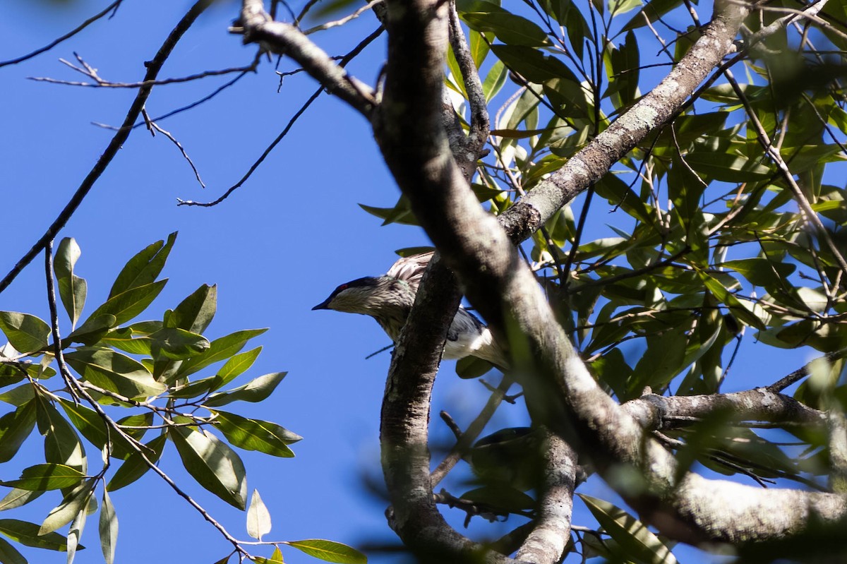 Metallic Starling (Metallic) - ML646442844