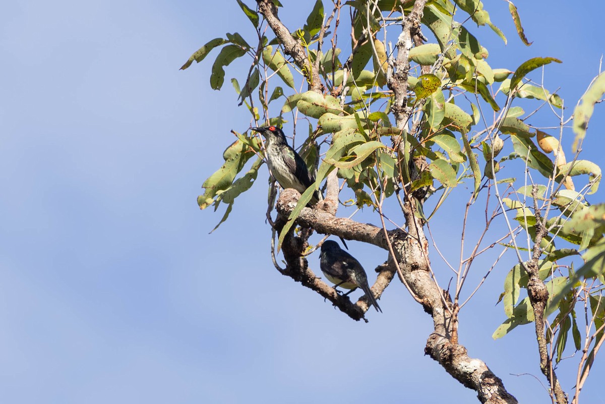 Metallic Starling (Metallic) - ML646442845