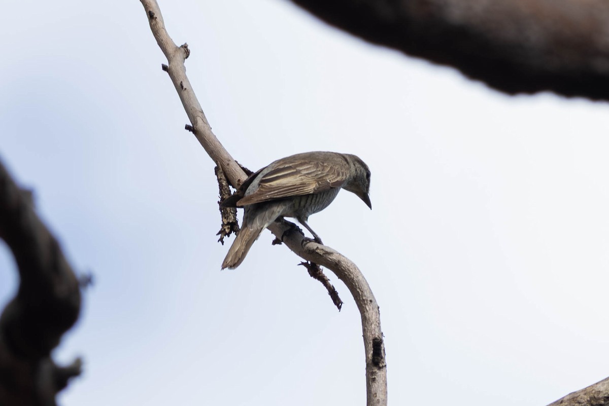 Sahul Cicadabird - ML646442846