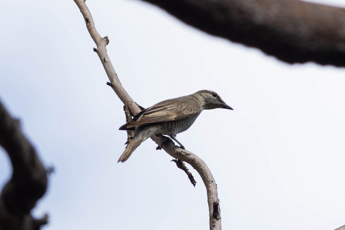 Sahul Cicadabird - ML646442847