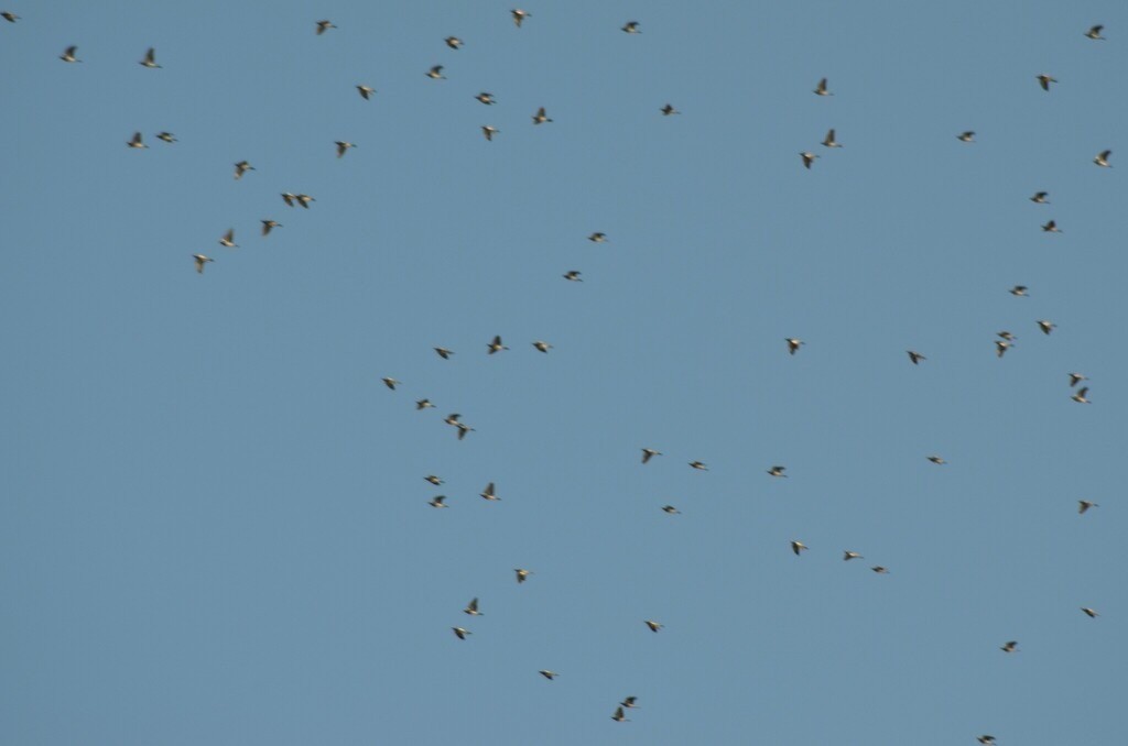 Common Wood-Pigeon - ML646442849