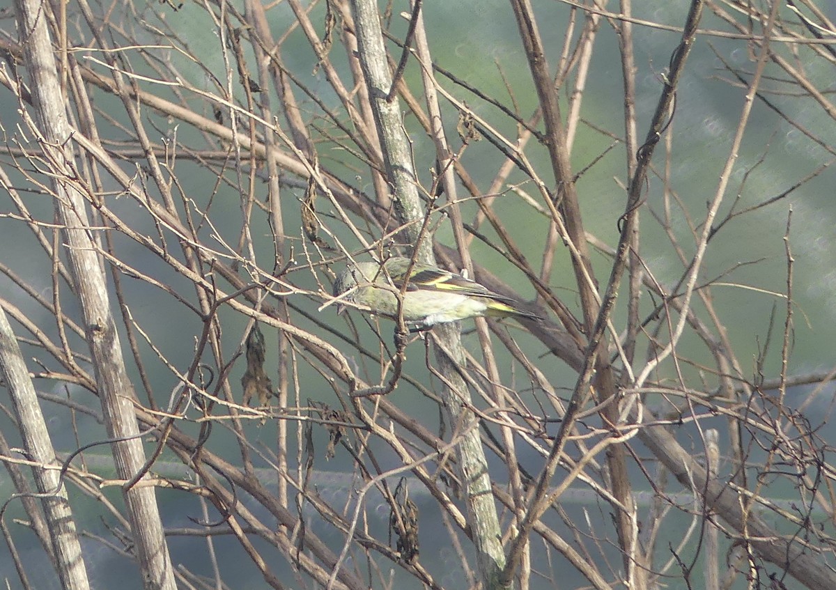 Hooded Siskin - ML646442850
