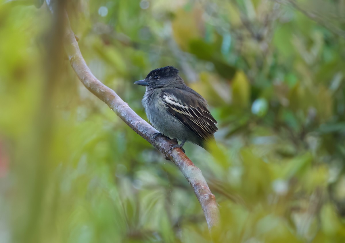 White-winged Becard - ML646442851