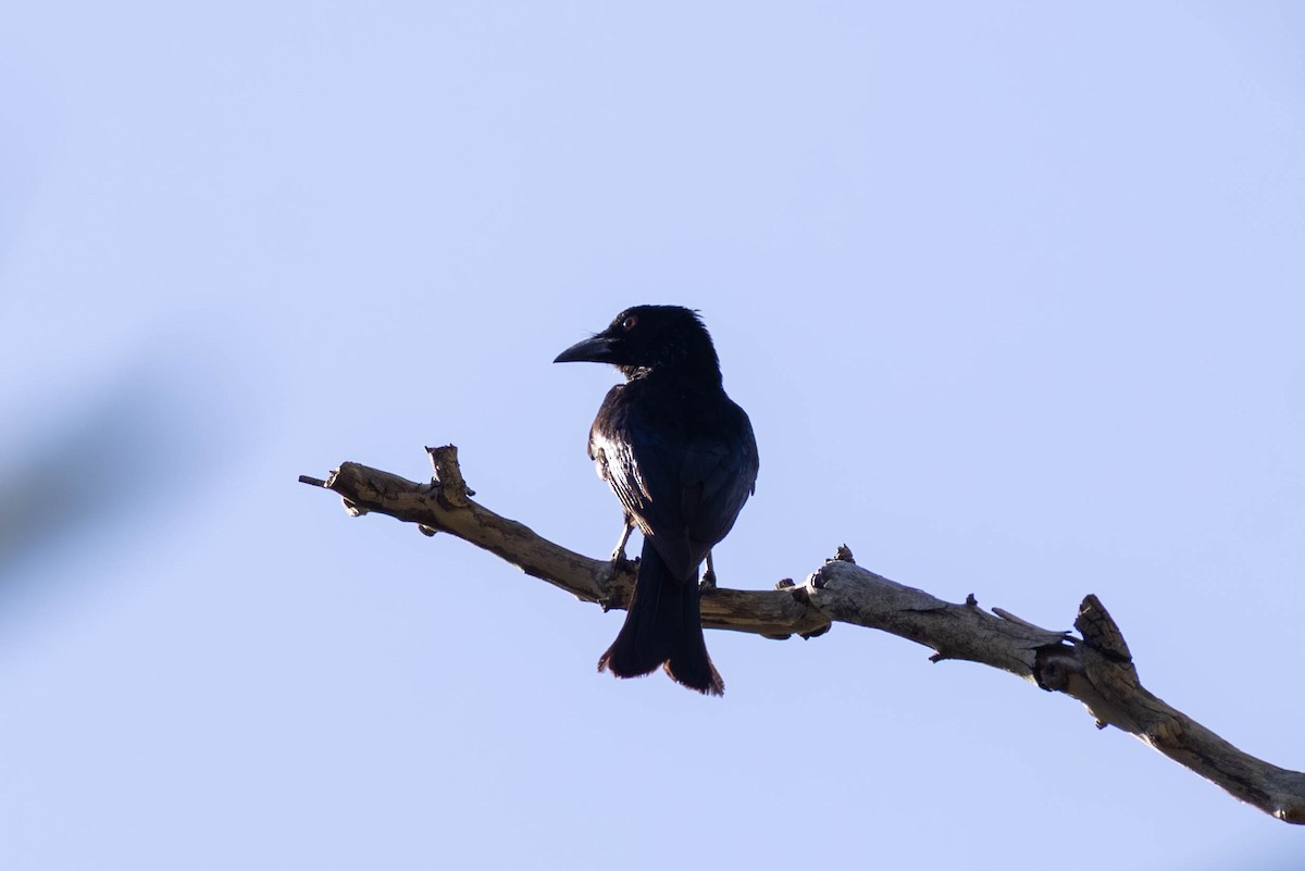 Spangled Drongo - ML646442854