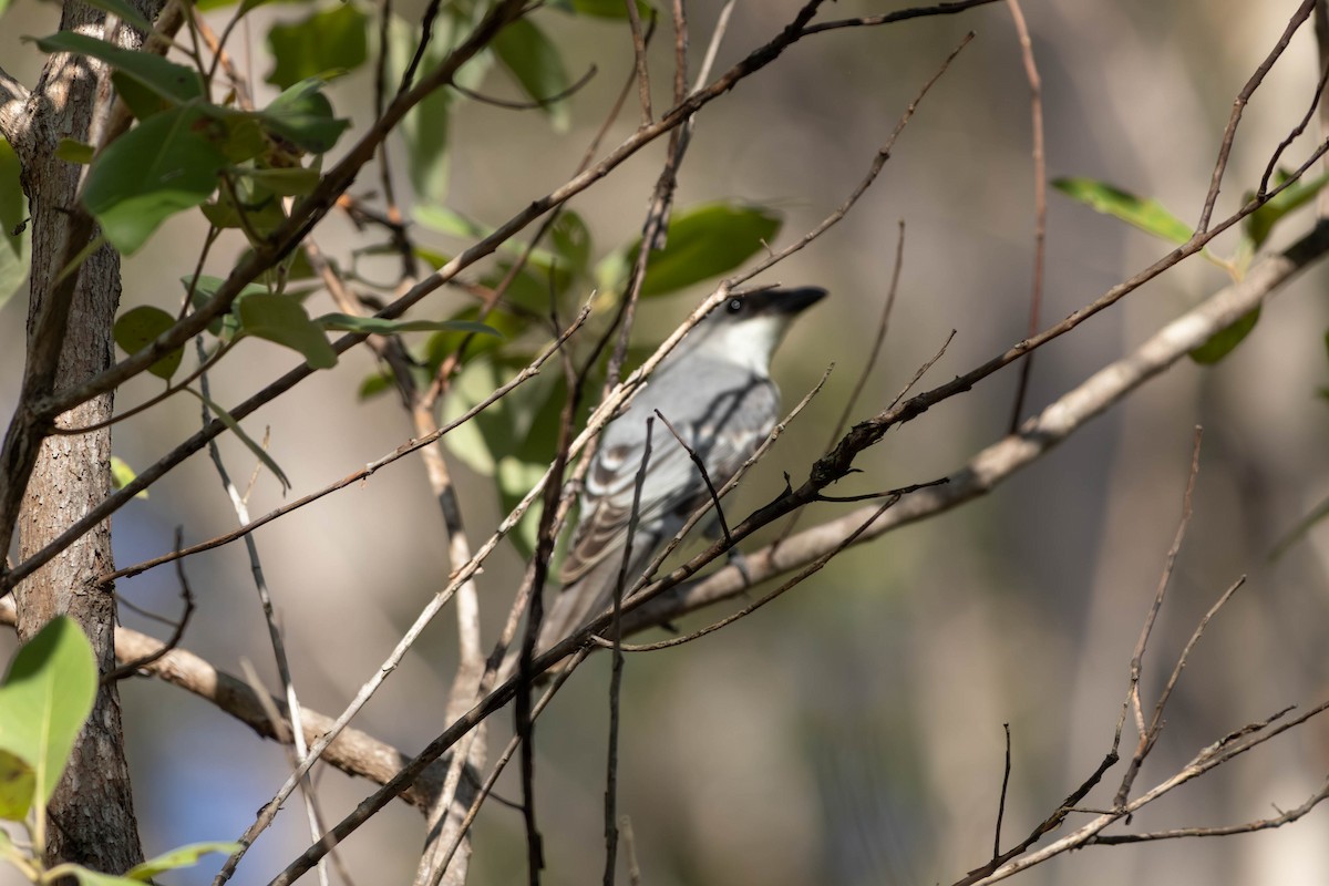 White-bellied Cuckooshrike - ML646442856