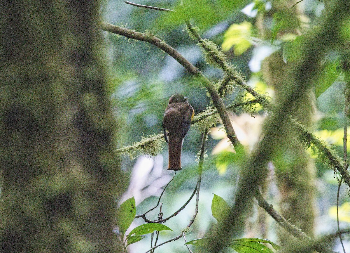 Black-headed Trogon - ML646442857