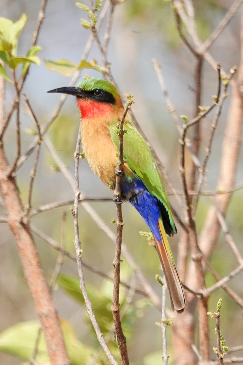 vlha zelenočelá - ML646442858