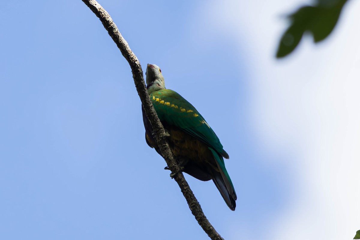 ワープーアオバト - ML646442863