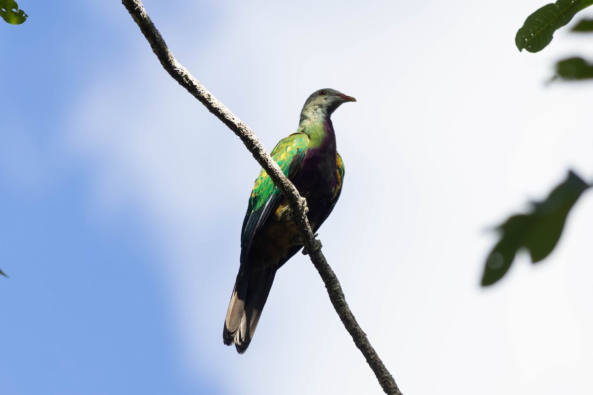 ワープーアオバト - ML646442865