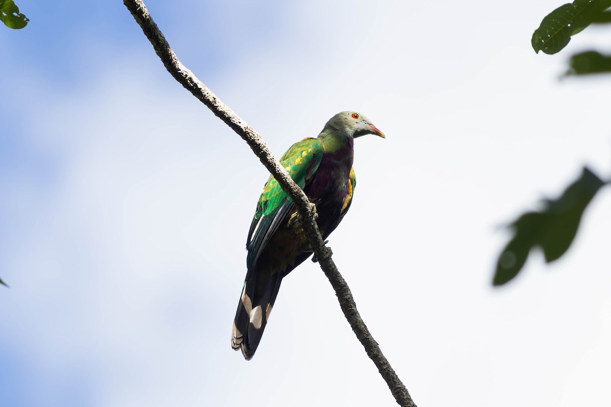 ワープーアオバト - ML646442866