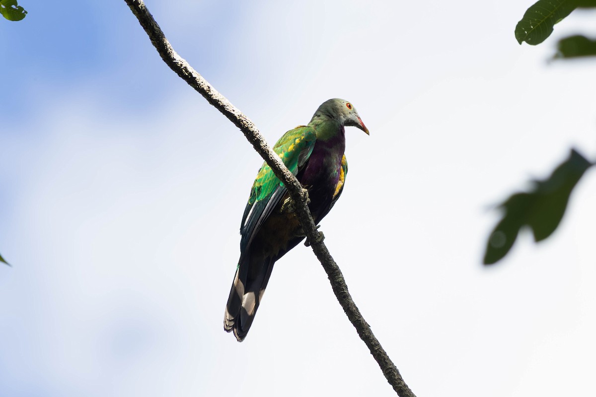 ワープーアオバト - ML646442867