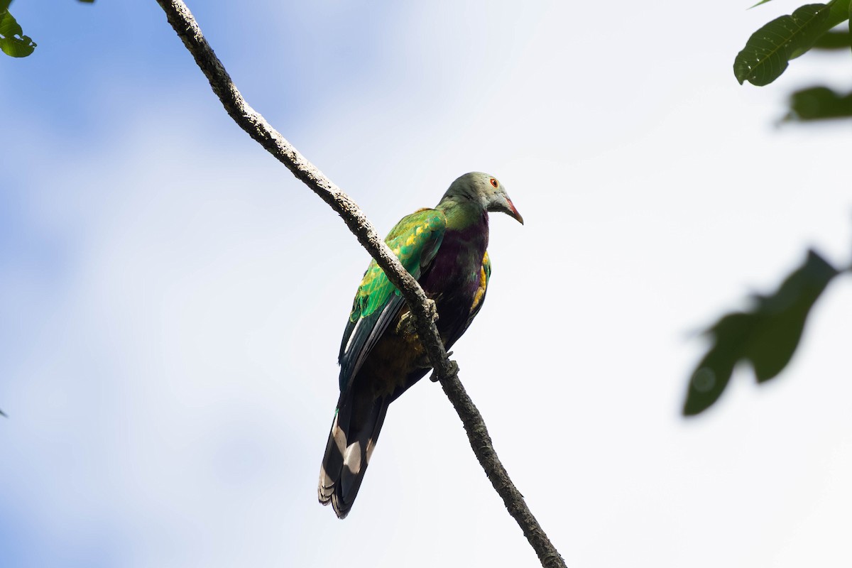 ワープーアオバト - ML646442868