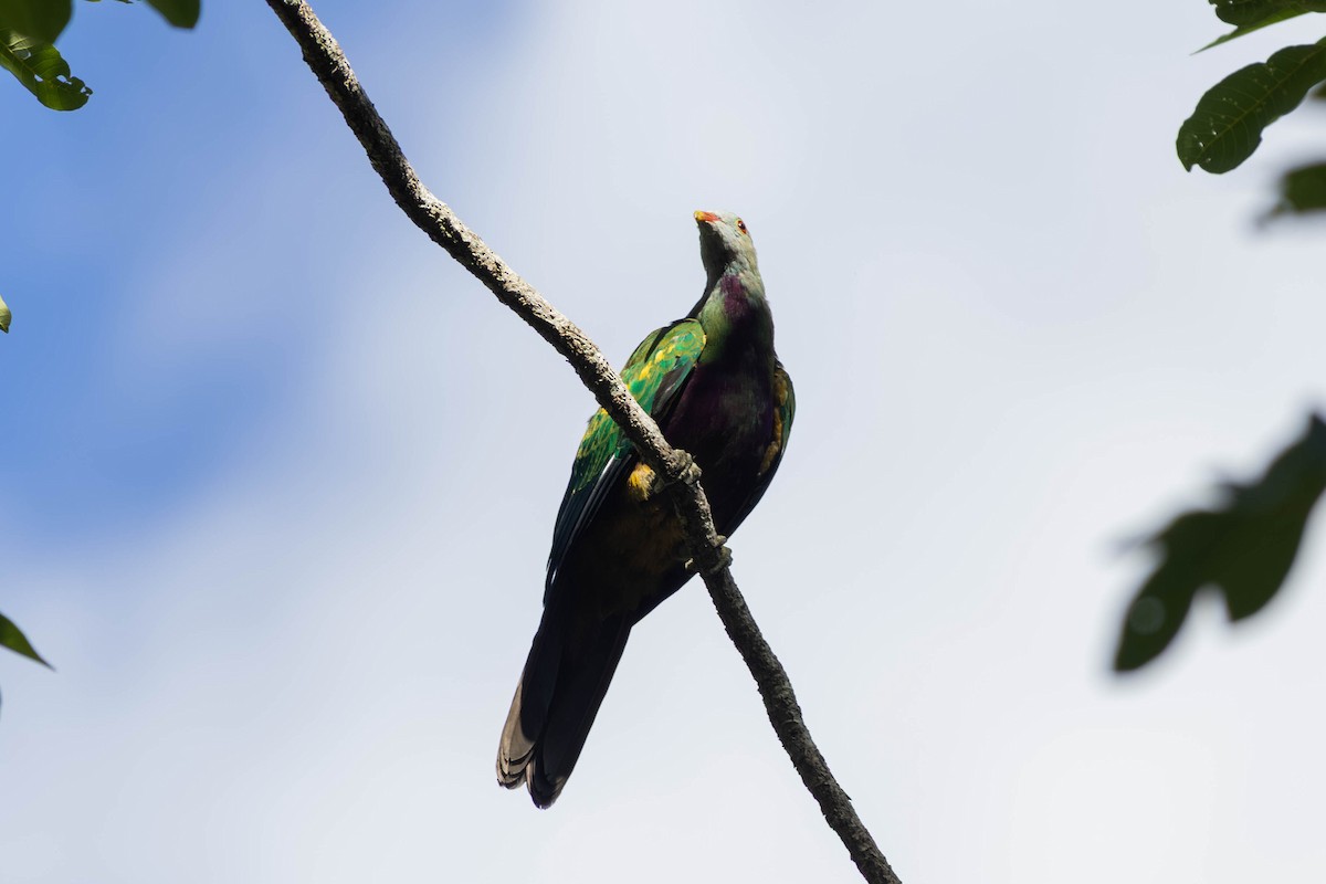 ワープーアオバト - ML646442869