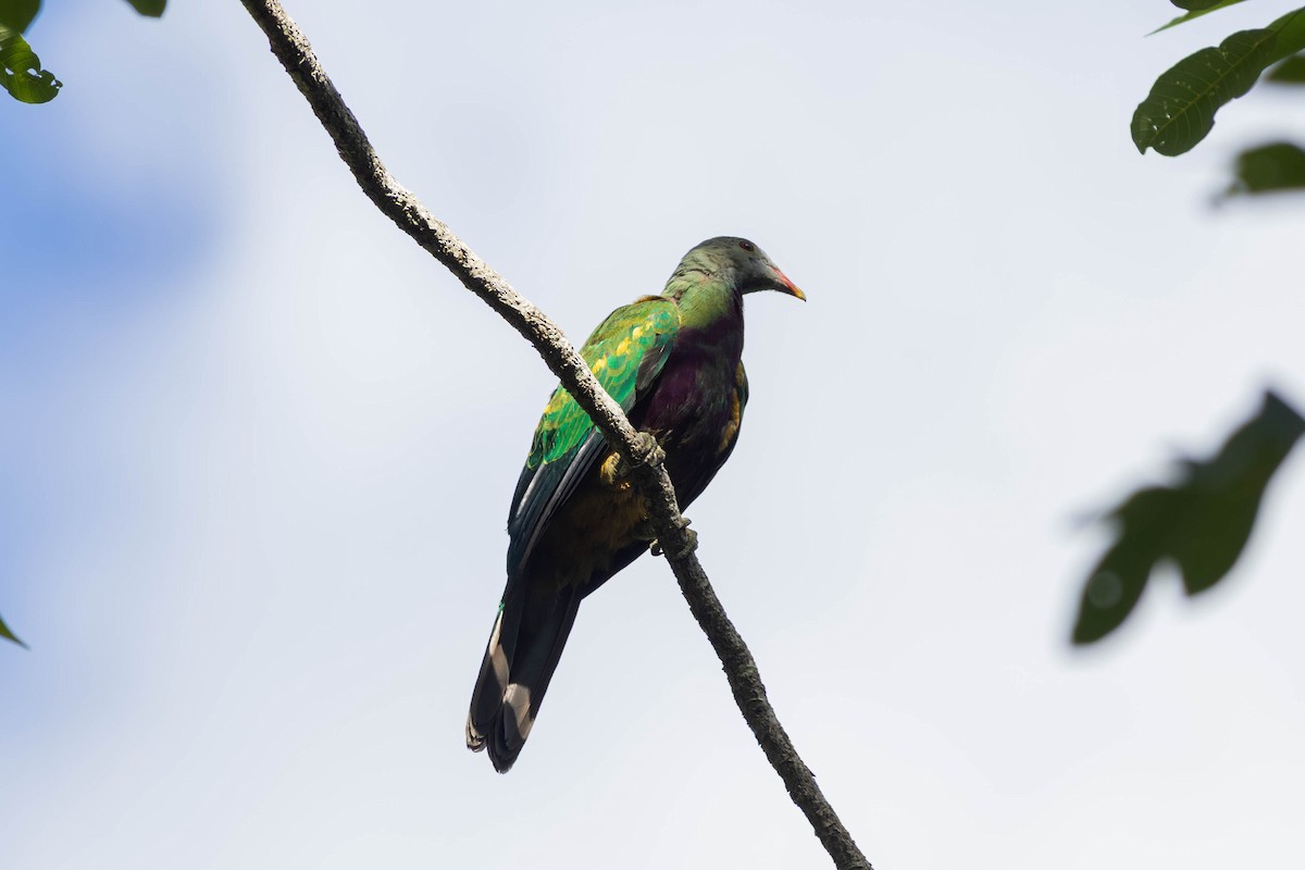 ワープーアオバト - ML646442870