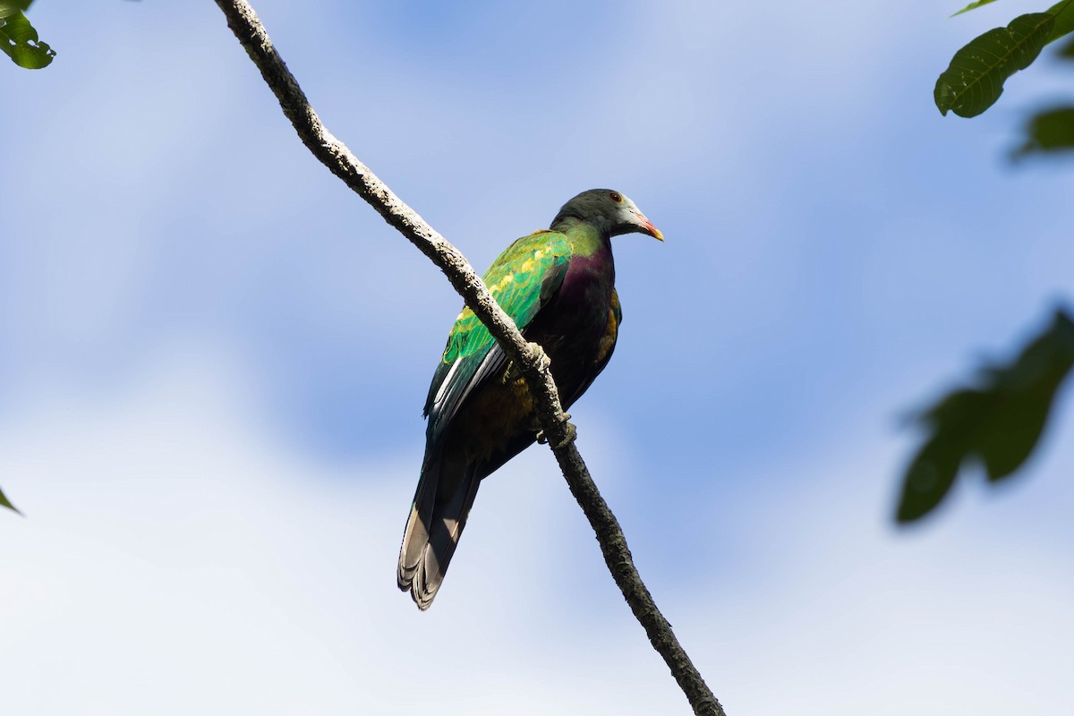 ワープーアオバト - ML646442871