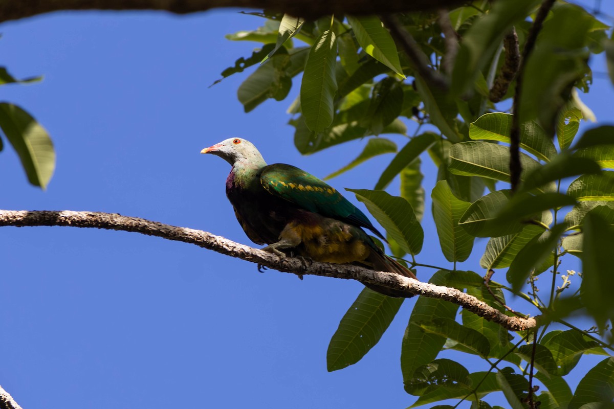 ワープーアオバト - ML646442872