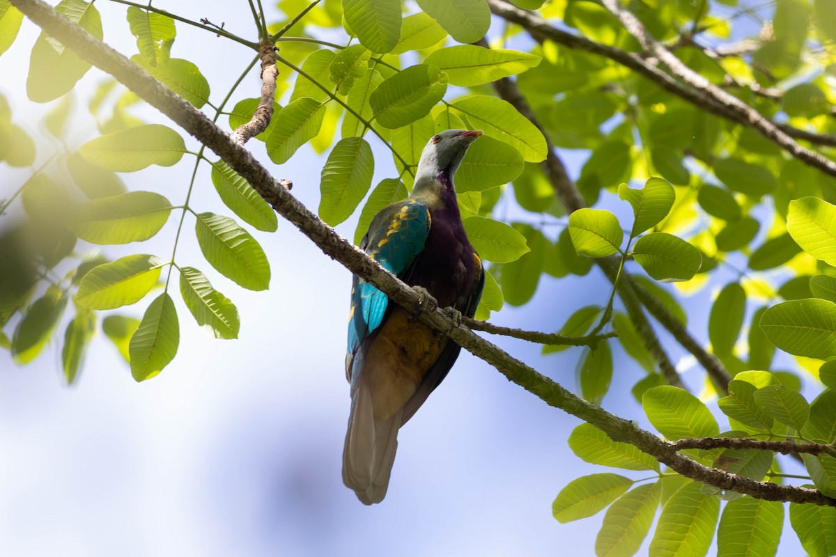 ワープーアオバト - ML646442873